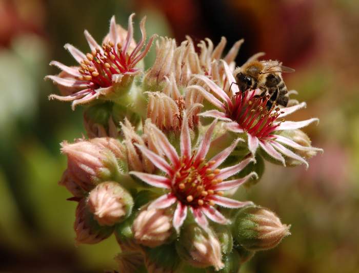 Sempervivum Dachwurz Hauswurz